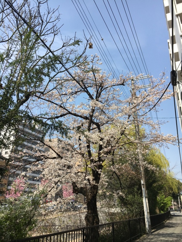 堀川通りの桜&#127800;_f0363168_13175751.jpeg