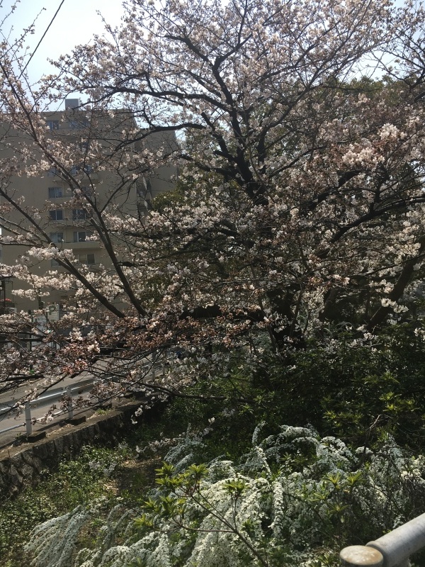 堀川通りの桜&#127800;_f0363168_13182090.jpeg