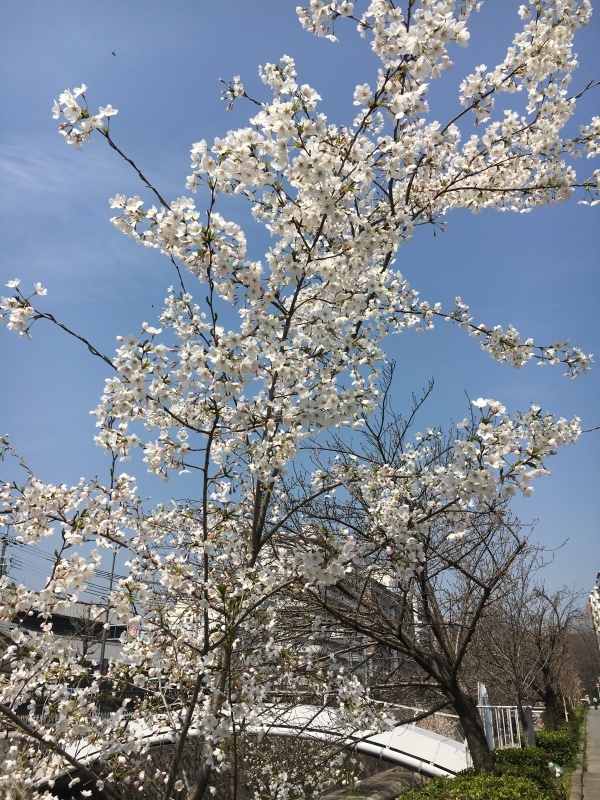 堀川通りの桜&#127800;_f0363168_13183943.jpeg