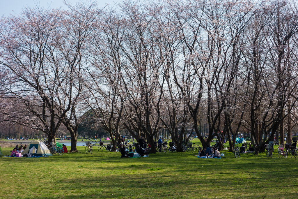 2018 自転車日和・春色サイクリングで水元公園往復_b0247073_22210702.jpg