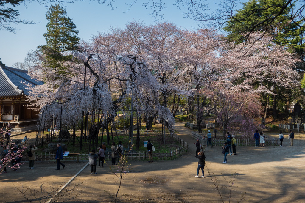 2018 自転車日和・春色サイクリングで水元公園往復_b0247073_22213107.jpg