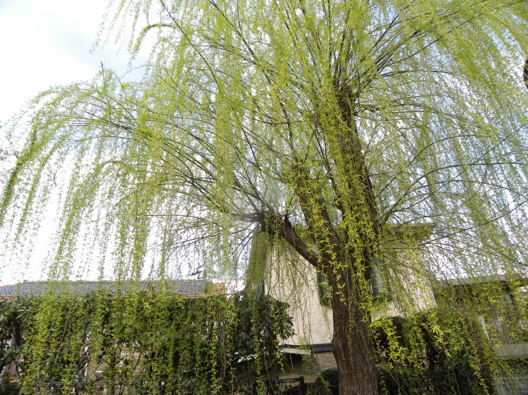 c0162773_12152314.jpg