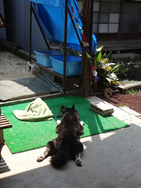 ついでに雪甲斐犬についても言及 ハスキーがやってきた ついでに雪甲斐犬についても言及 ハスキーがやってきた