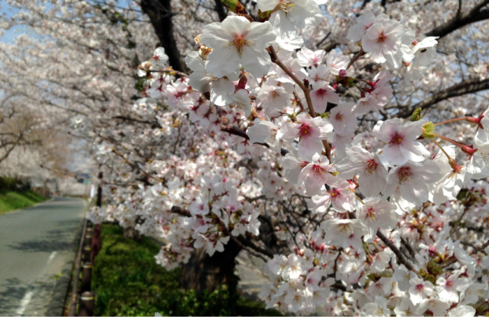 桜の開花始まりました_b0087077_16510609.jpg