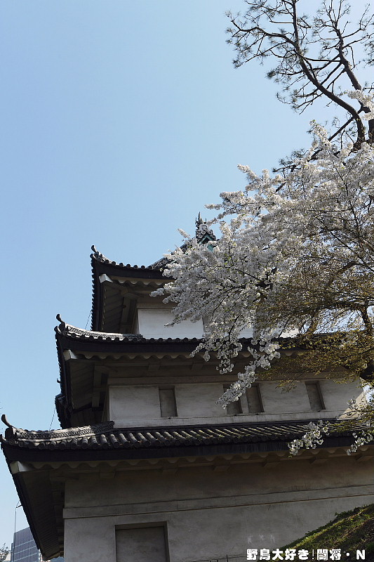 皇居・乾通りの桜_f0059882_11195489.jpg