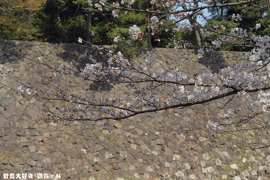 皇居・乾通りの桜_f0059882_11203967.jpg