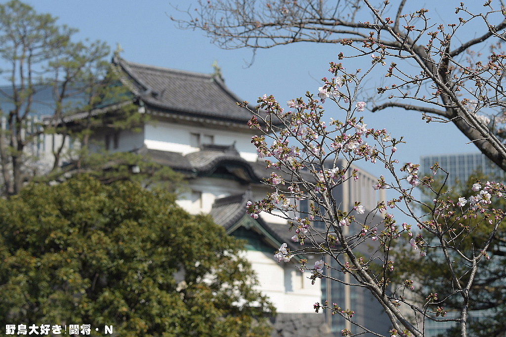 皇居・乾通りの桜_f0059882_1120981.jpg