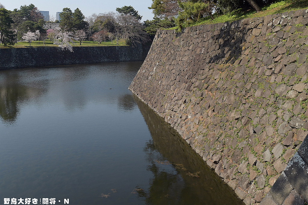 皇居・乾通りの桜_f0059882_11212939.jpg