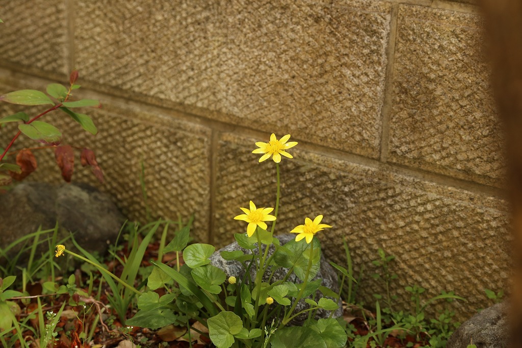 201803.027　蕾をつけた海棠桜（カイドウザクラ）_f0140087_20240167.jpg