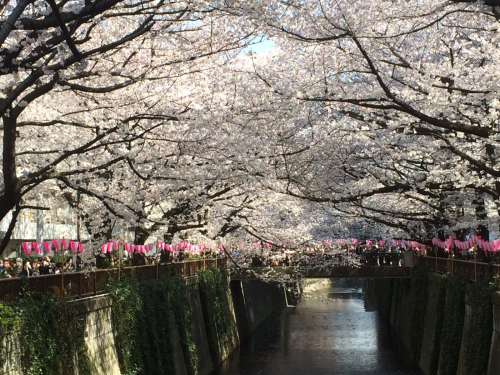 今年も目黒川の桜に_b0111791_19592341.jpg