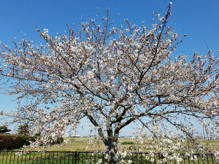 おさんほでお花見_f0077793_00511920.jpg