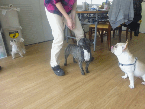 a0338800_20423582.gif