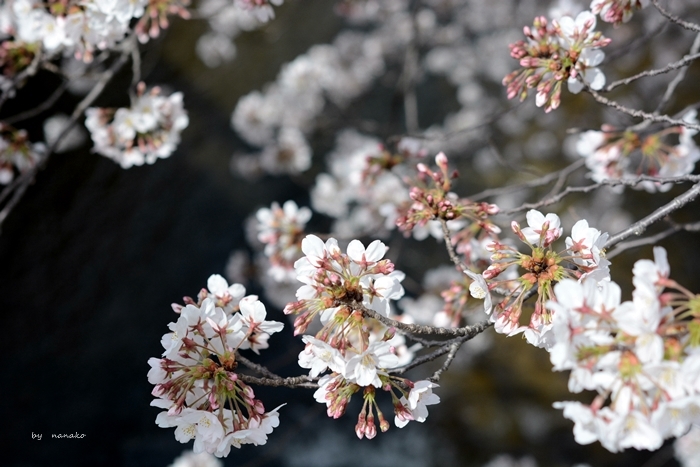 桜　２０１８_c0364500_00295728.jpg