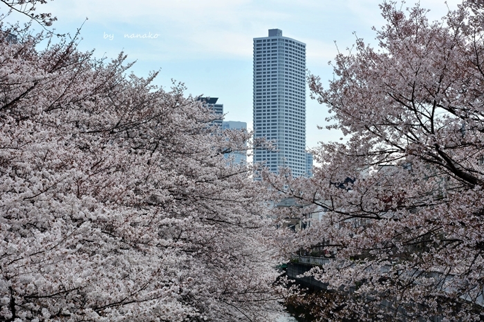 桜　２０１８_c0364500_00344635.jpg