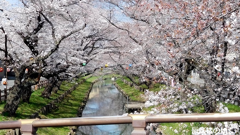 「月がきれい」舞台探訪016 桜の季節に新河岸川氷川橋から起点の碑までを巡って(H300325)_e0304702_20584760.jpg