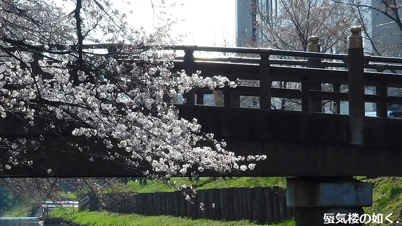 「月がきれい」舞台探訪016　桜の季節に新河岸川氷川橋から起点の碑までを巡って(H300325)_e0304702_21002396.jpg
