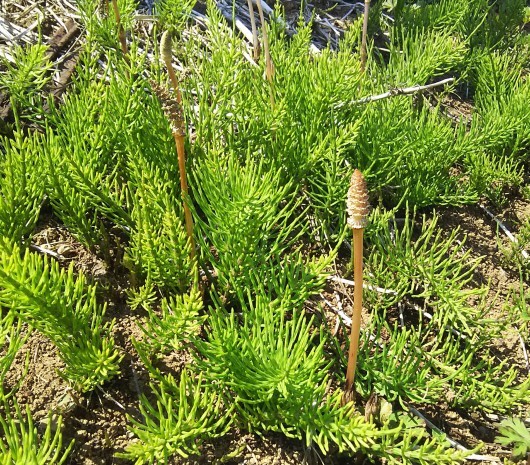 f0329602_16393751.jpg