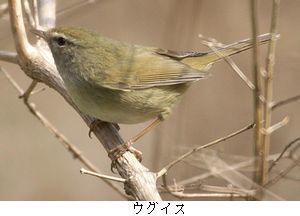 ウグイスのさえずり　2018/3/27_b0044404_14272445.jpg