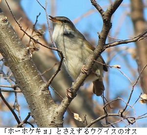 ウグイスのさえずり　2018/3/27_b0044404_14284692.jpg