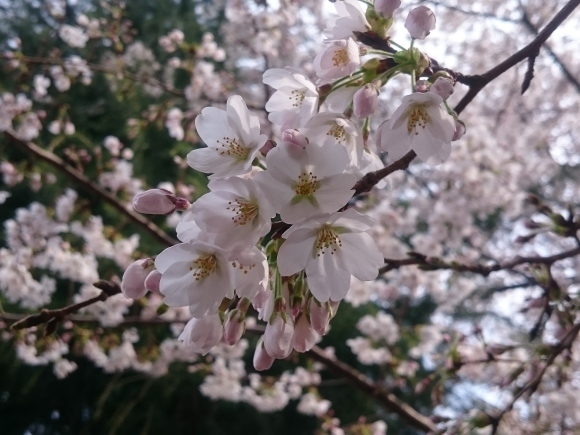 3/26　東京の桜Vol.2_b0042308_12594829.jpg