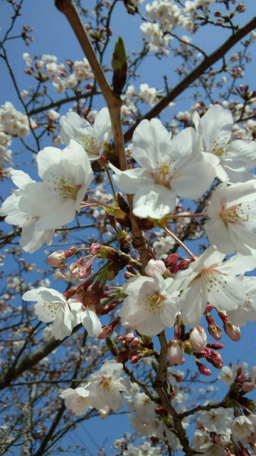 さくらの花見二回目：桜の花見で「もくもぐタイム。そだね〜〜！」_a0348309_17515368.jpg