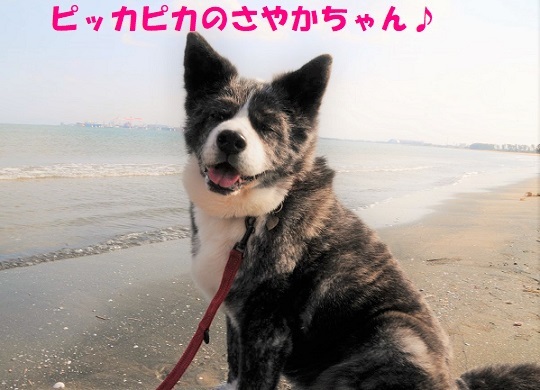 f0121712_13265897.jpeg