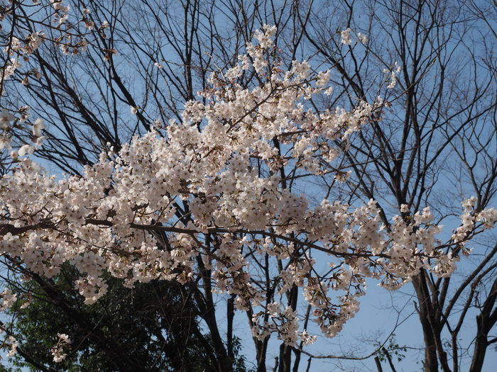 五日市中央公園&佐伯区民文化センター_c0116915_23340750.jpg