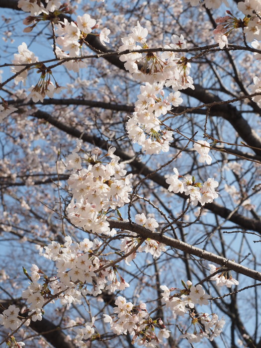 五日市中央公園&佐伯区民文化センター_c0116915_23360594.jpg