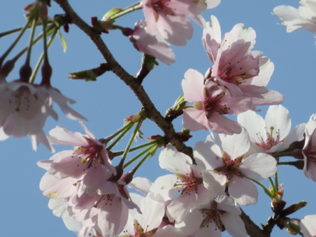 三春の桜が、中井町に咲いていた。_e0171821_13510570.jpg