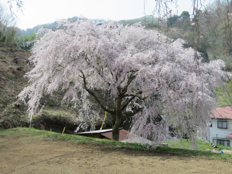 三春の桜が、中井町に咲いていた。_e0171821_13510848.jpg