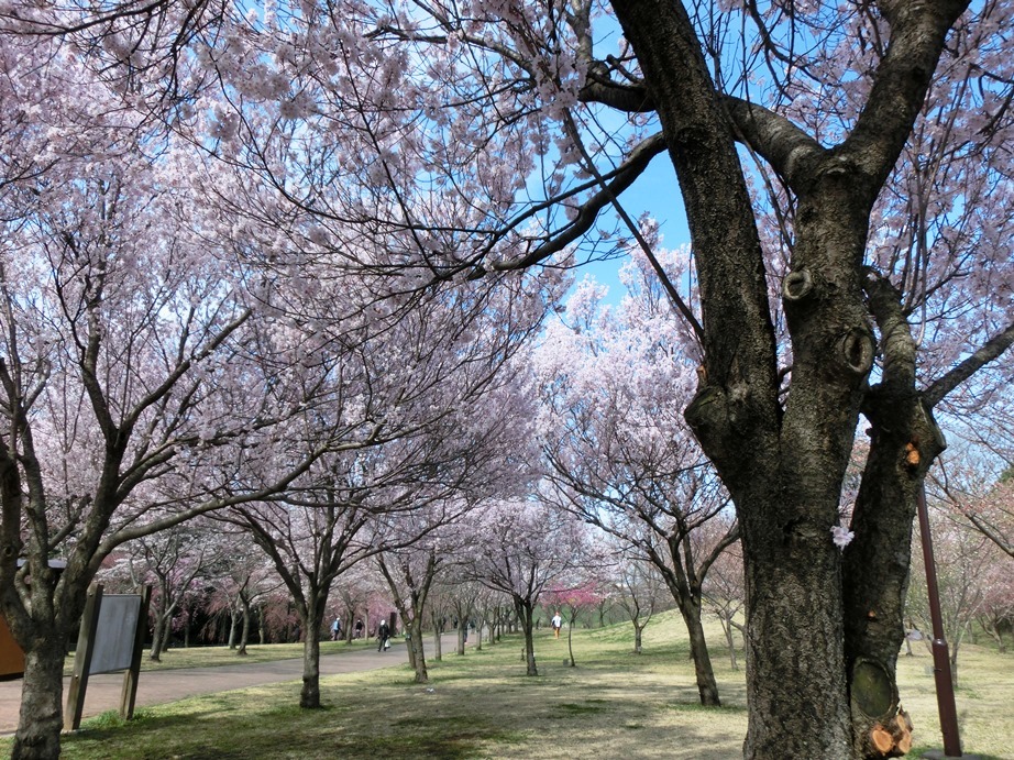 桜　２０１８　①_d0018424_12520940.jpg