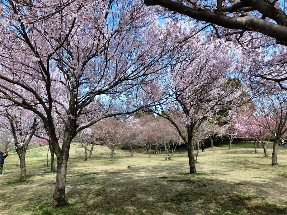 桜　２０１８　①_d0018424_12522777.jpg