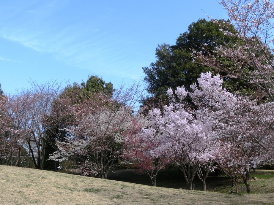 桜　２０１８　①_d0018424_12524610.jpg