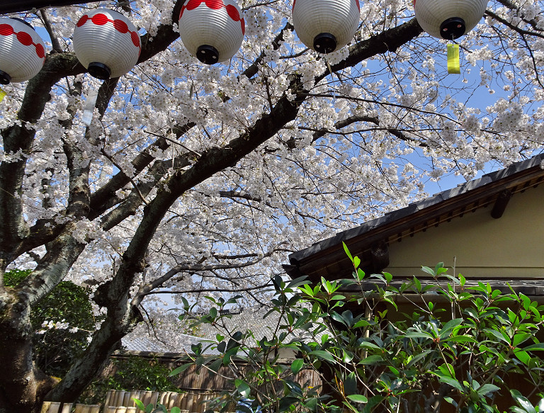 梅と桜　 2018.3.27_d0073324_20280562.jpg