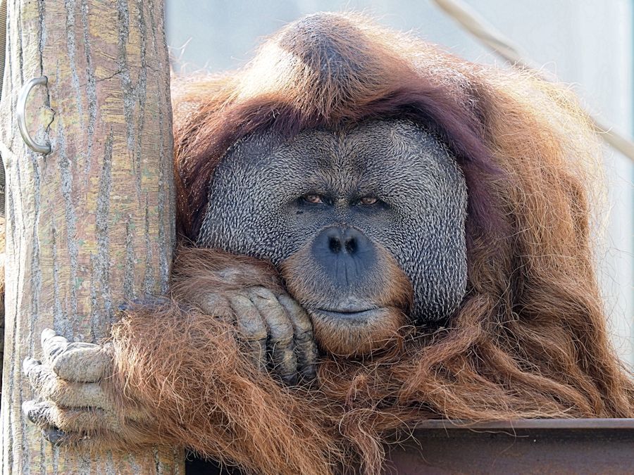 オランウータンは2種います 動物園放浪記