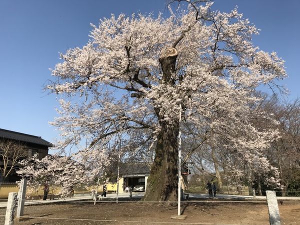 故郷の桜...　歓喜寺のエドヒガンザクラ_e0108126_19171921.jpg