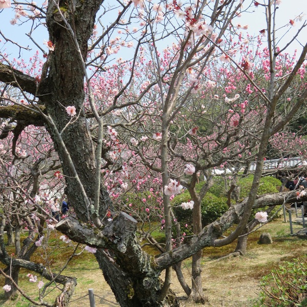 随心院「はねず踊り」の小野小町・・・_d0352628_11115788.jpg