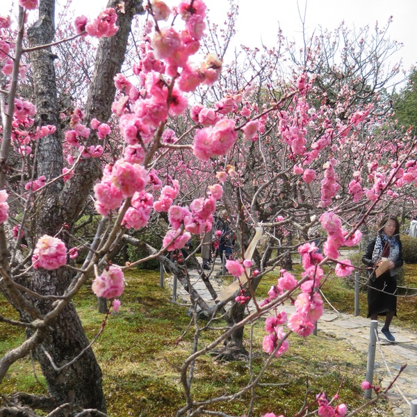 随心院「はねず踊り」の小野小町・・・_d0352628_9472473.jpg