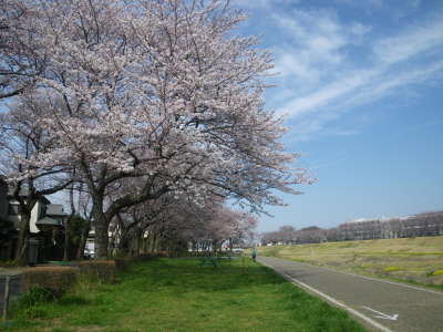近所の桜巡り　３/２７_d0171229_08313187.jpg
