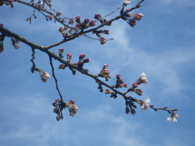 近所の桜巡り　３/２７_d0171229_08321245.jpg