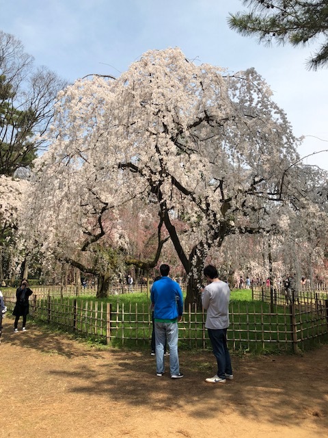 京都御所の枝垂れ桜_c0107231_16310478.jpg