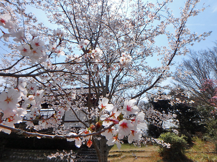 桜と虹鱒_c0120834_14471293.jpg
