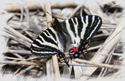 ギフチョウ登場♪　　in K湿地_d0285540_19471803.jpg