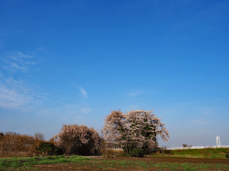 d0290240_17062337.gif