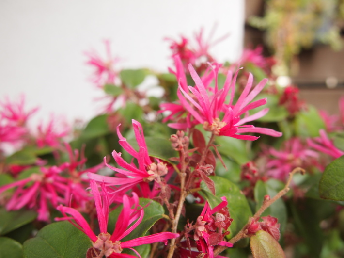 トキワマンサクの花☆_c0152341_14181102.jpg