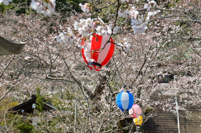 ”2018開花した桜～宇部護国神社...3/27tue\"_d0153941_16574184.jpg