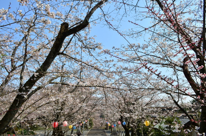 ”2018開花した桜～宇部護国神社...3/27tue\"_d0153941_17001870.jpg
