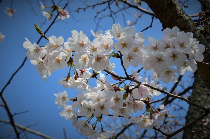 ”2018開花した桜～宇部護国神社...3/27tue\"_d0153941_17035476.jpg