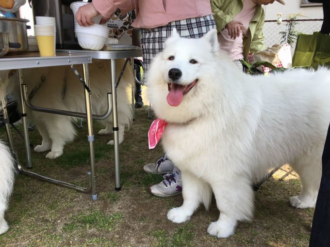 ご近所サモオフデビュー_f0128542_00213239.jpg