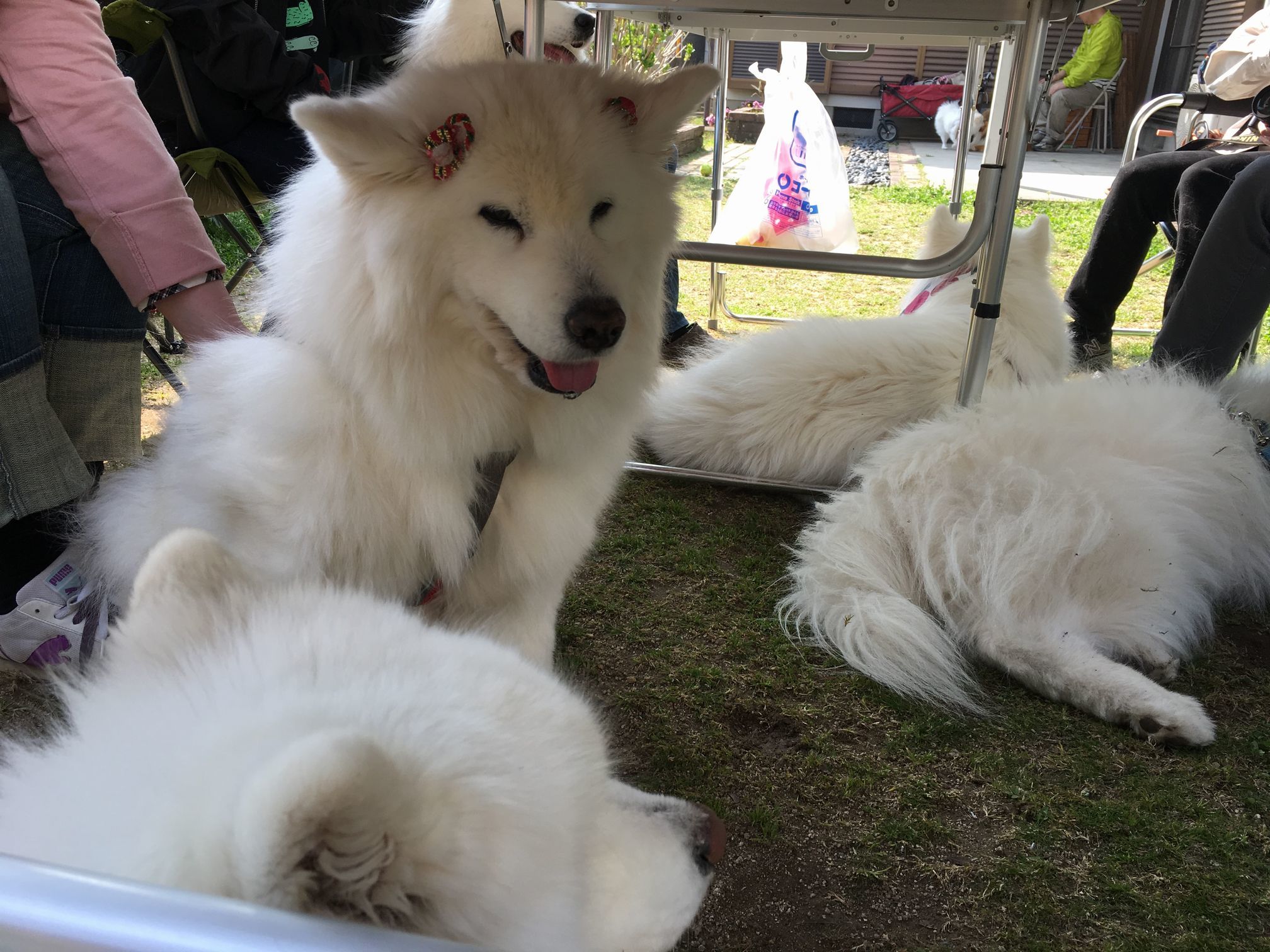 ご近所サモオフデビュー_f0128542_00293496.jpg